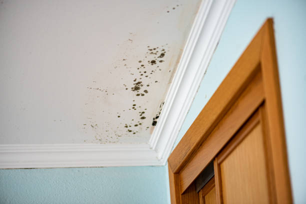 Best Local Mold Removal Service  in Chester, SC