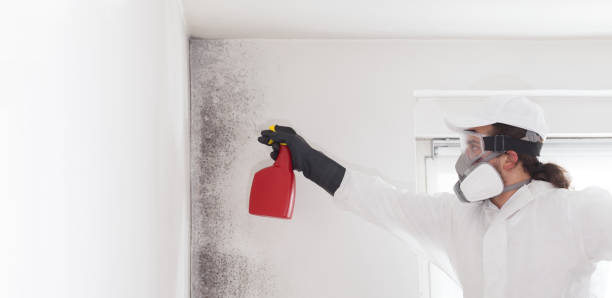 Best Office Mold Removal Services  in Chester, SC